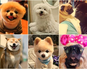 Los 6 perros más famosos de internet