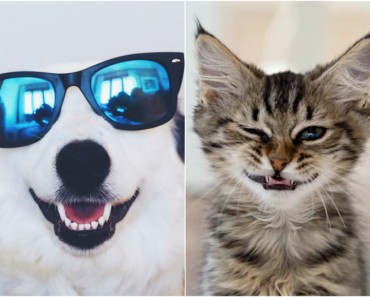 Gifs de animales graciosos