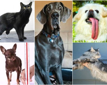 5 Mascotas con Guinness World Records