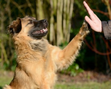 15 Curiosidades sobre los perros