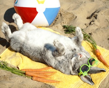 Cómo refrescar a un conejo en verano