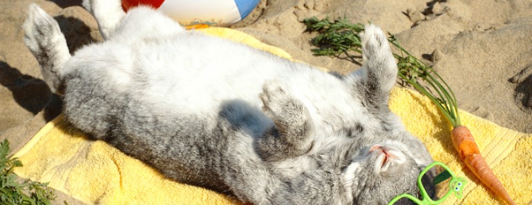 Cómo refrescar a un conejo en verano
