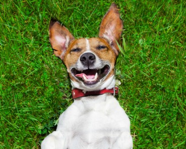 Vídeos divertidos de perros