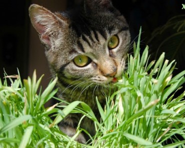 Plantas tóxicas para los gatos