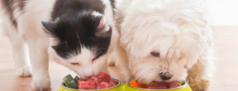 Cómo hacer comida casera para perros y gatos