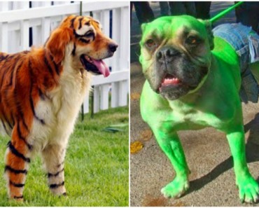 Los perros mejor disfrazados