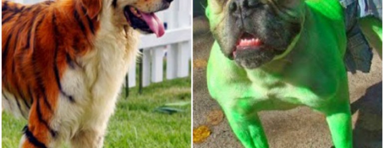 Los perros mejor disfrazados