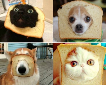 Mascotas con pan en la cabeza