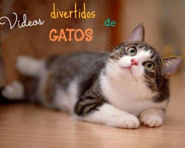 Vídeos graciosos de gatos
