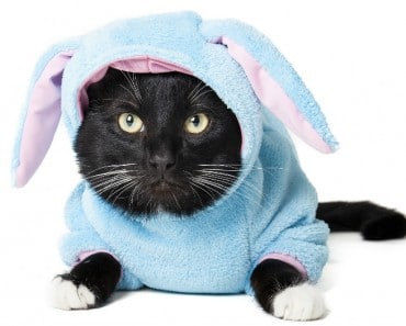 ¡Gatos con Disfraces!