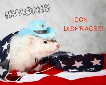 Preciosos hurones con disfraces