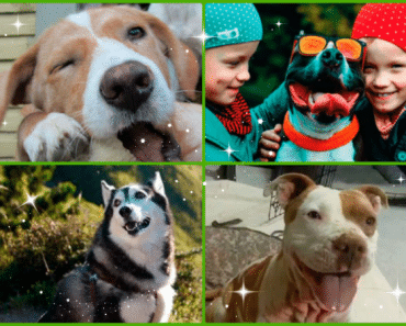 Perros Antes y Después de ser Adoptados
