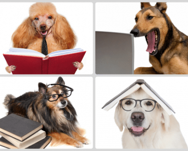 ¿Qué perros son los más inteligentes?