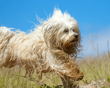 Transforman el aspecto de perros vagabundos y logran salvar sus vidas
