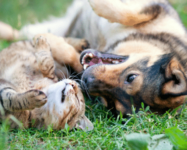 Vídeos de Perros que protegen a Gatos