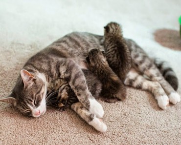Una mamá gata pierde a sus bebés y adopta a unos abandonados