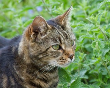 Catnip: hierba gatera que encanta a los gatos