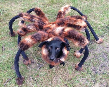 El Perro Araña Gigante Mutante: La broma que arrasa