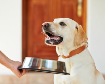 Labrador Retriever - Alimentación según su edad