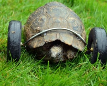 Una tortuga de 90 años consigue una prótesis de ruedas y va el doble de rápida