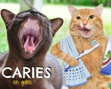 Las Caries en Gatos: cómo prevenir, diagnosticar y tratar