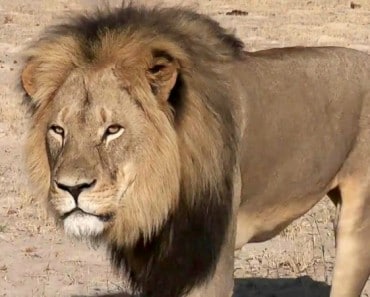Adiós Cecil, el hermoso león símbolo de Zimbabue