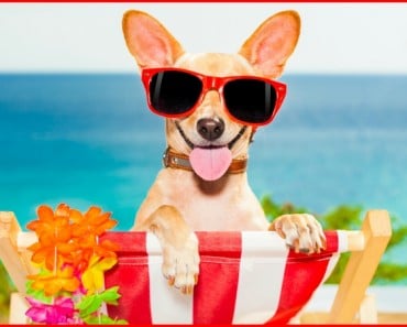 Cómo cuidar y refrescar a tu perro en verano