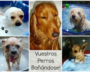 Vuestros Perros: Las mejores fotos de ellos bañándose!