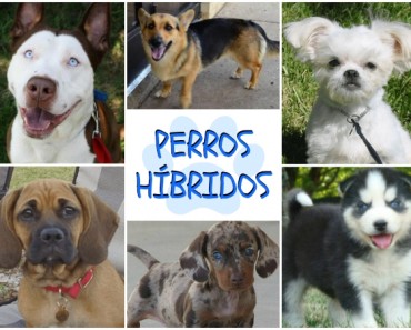 Perros Híbridos: Las cruzas de perros más extrañas