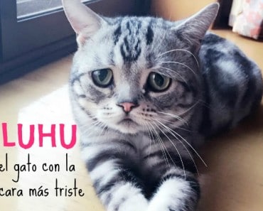Luhu, el gato con la cara más triste que has visto