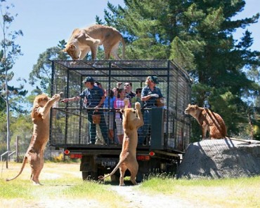Este zoológico de Nueva Zelanda sí sabe quién debe ir en jaulas