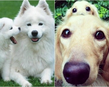 Perros papás y sus adorables hijos idénticos