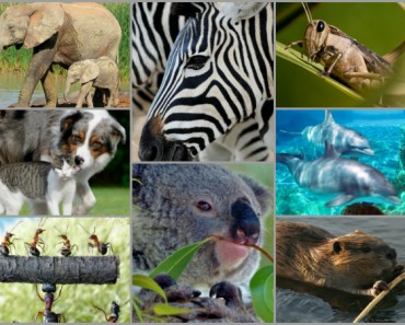 Pequeñas curiosidades sobre el reino animal que seguro no conocías