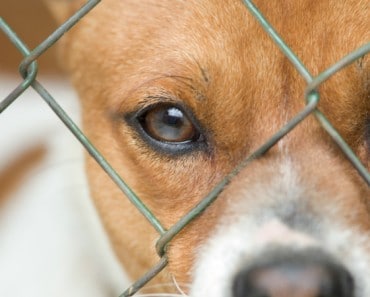 Madrid prohibirá por ley sacrificar a animales abandonados