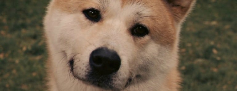 Se descubre una nueva foto del famoso perro Hachiko