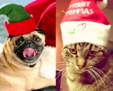 15 divertidas fotos de animales en Navidad
