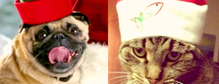 Los Animales más traviesos y divertidos en Navidad