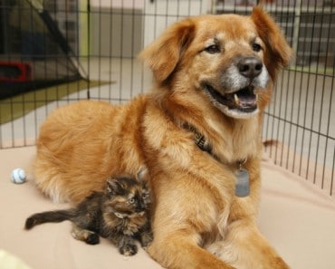 El Perro superviviente del huracán Katrina que ayuda a gatos desprotegidos