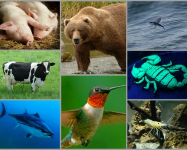 Pequeñas curiosidades sobre el reino animal que seguro no conocías (2ª parte)
