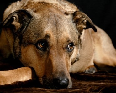 Historias de perros que no abandonan a sus dueños tras su muerte