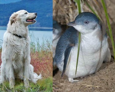 Perros pastores salvan una colonia de pingüinos en Australia