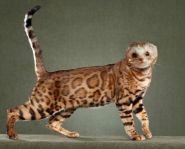 Una nueva especie de felino extraño ha sido descubierto