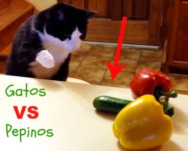 Gatos VS Pepinos: Graciosas reacciones inesperadas!