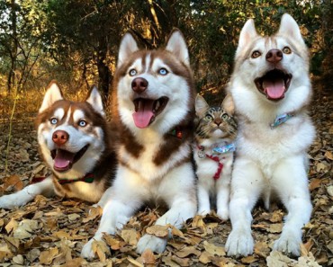 Estos Huskies se hicieron amigos de un gato después de salvarle la vida