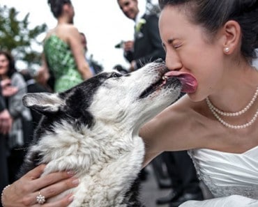 Perros en bodas: Todo el protagonismo para estos invitados peludos!