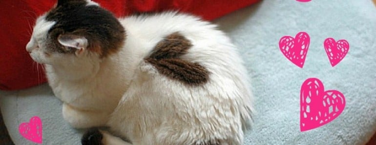 22 Gatos con corazones de pelo