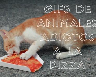 Estos Animales están locos por las Pizzas!