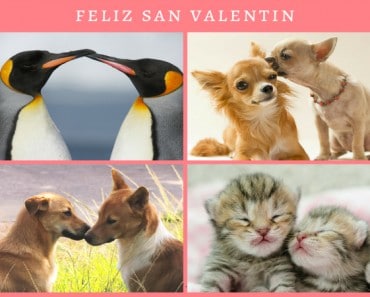 Especial San Valentín Animal: derrítete de amor con estas mascotas amorosas