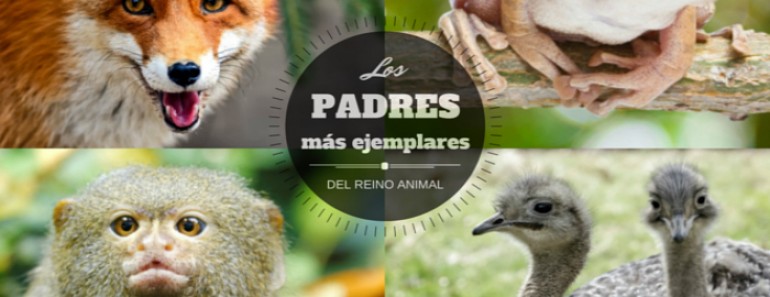 Los padres más ejemplares del reino animal