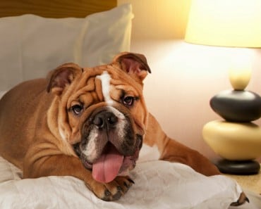 6 Hoteles donde hospedarte con tu mascota en España